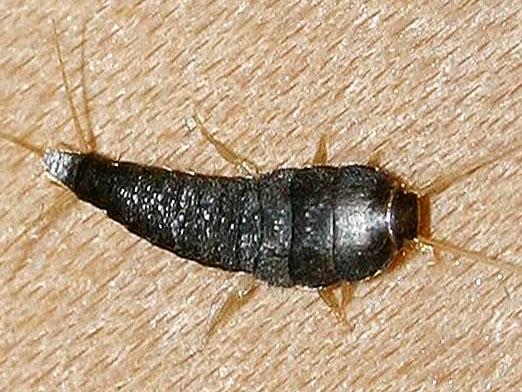 Hvordan slippe af med woodlice?