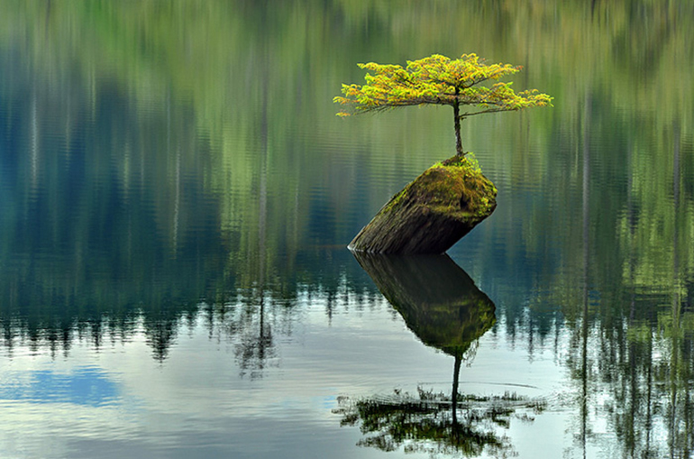 20 af de smukkeste bonsai