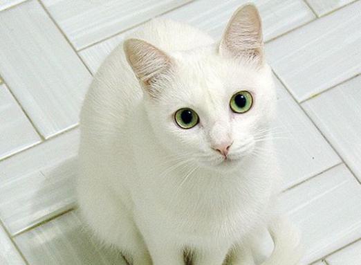 Hvorfor drømme om en hvid kat?