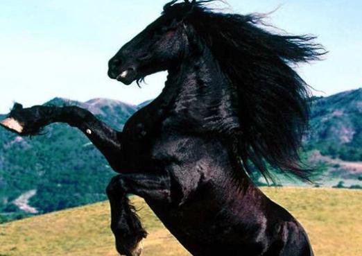 Hvorfor drømme om en sort hest?