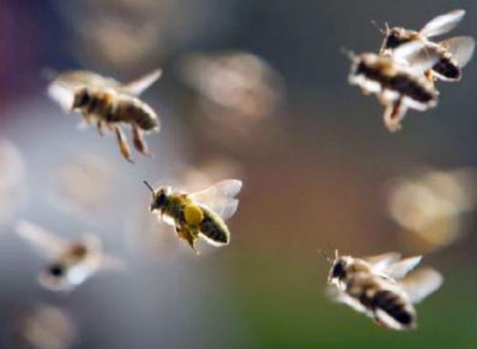 Hvordan finder bierne deres vej hjem?