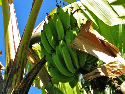 Hvor vokser bananerne?