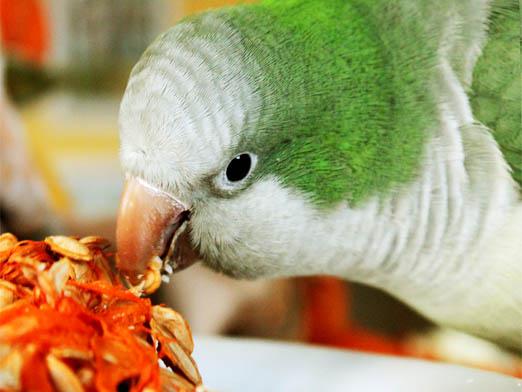 Hvad skal du foder papegøjen