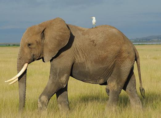 Hvad er forskellen mellem en afrikansk elefant og en indisk elefant?