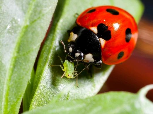 Hvad føder ladybugs på?