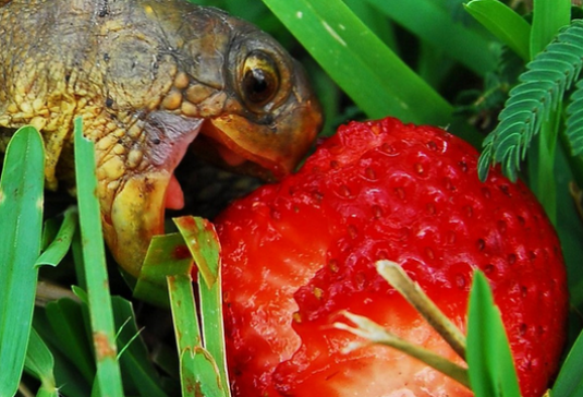 Hvad spiser skildpadden?