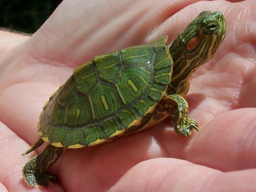 Sådan bestemmes en alder af en skildpadde?