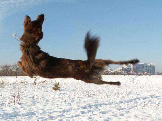 Hvordan man undviger en hund til at hoppe?